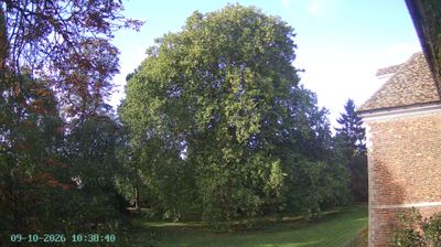 Ely › South-west: London Plane of Ely