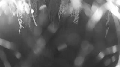 Live webcam in South Holland, Уједињено Краљевство