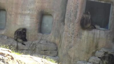 Live webcam in San Diego, Spojené státy americké