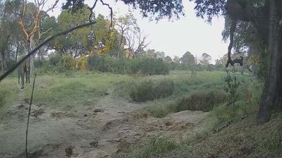 Bushbuckridge: Tintswalo Safari