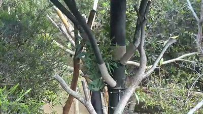 Live webcam in San Diego, United States