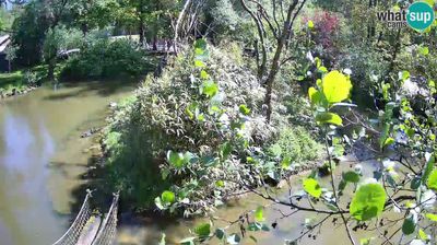 Zadnja slika ob 12h: ZOO Ljubljana, zlatolični gibon