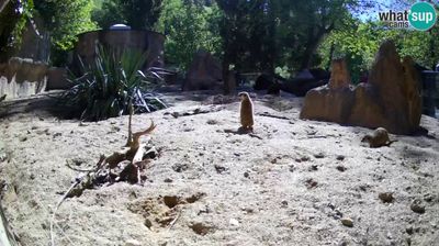 Zadnja slika ob 12h: ZOO Ljubljana, surikate