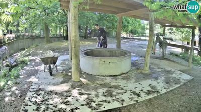 Živalski vrt - Ljubljana, zebre