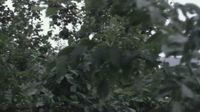 Melle - Melle: Livespotting - Live im Teutoburger Wald mit Grönegau aus Niedersachsen