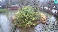Lublaň - Lublaň: Brdo: Yellow-cheeked gibbon Zoo Ljubljana livecam