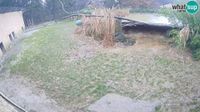 Lublaň - Lublaň: Brdo: LION live Webcam in Ljubljana Zoo - Slovenia