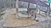 Lublaň - Lublaň: Brdo: Live webcam Zebras in Ljubljana ZOO - Slovenia