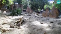 Ljubljana: Brdo: Zoo Ljubljana - Meerkat (Suricata) - Overdag