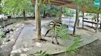 Ljubljana: Brdo: Live webcam Zebras in Ljubljana ZOO - Slovenia - Overdag
