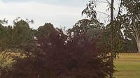 Glenmaggie › South-west: Coongulla -> Windsock SW - Day time