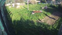 Sandown: Wildheart Animal Sanctuary, Isle of Wight - Overdag