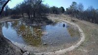 City of Tshwane Metropolitan Municipality: Golden Impalas Bush Resort - Day time
